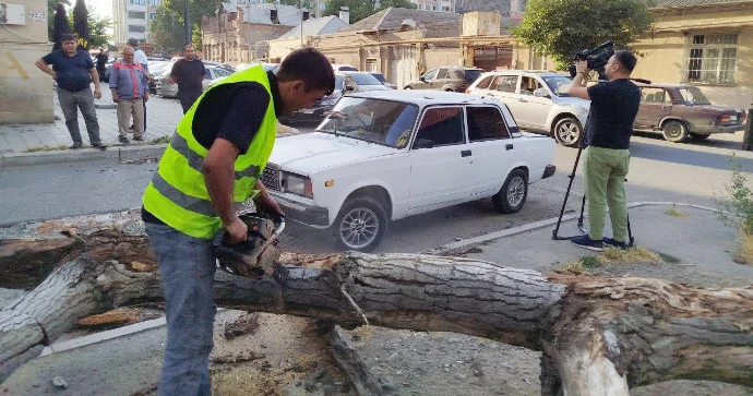 Külək fəsadlar törətdi: Ağac 07 nin üstünə aşdı FOTO