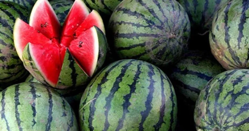 Qarpızdan zəhərlənməmək üçün nələrə diqqət etmək lazımdır?