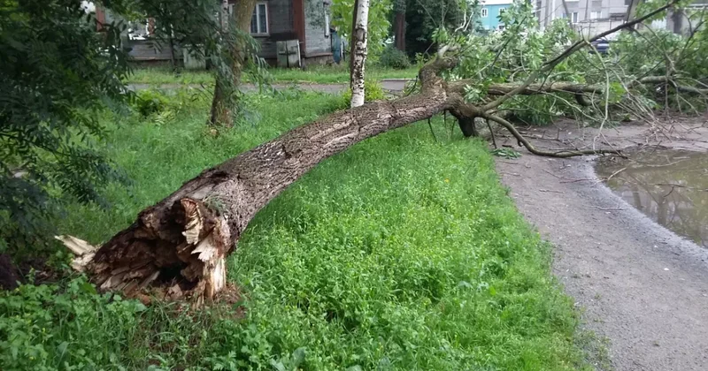 Бакинский ветер повалил деревья