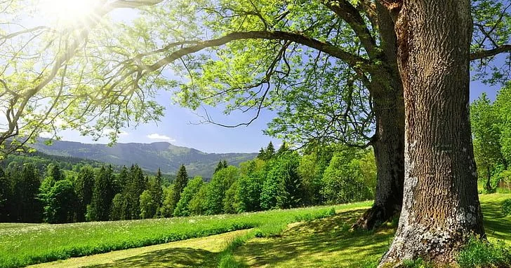 Şənbə gününün hava proqnozu
