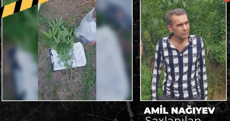 Çətənə kolu yetişdirən şəxs həbs olundu KONKRET