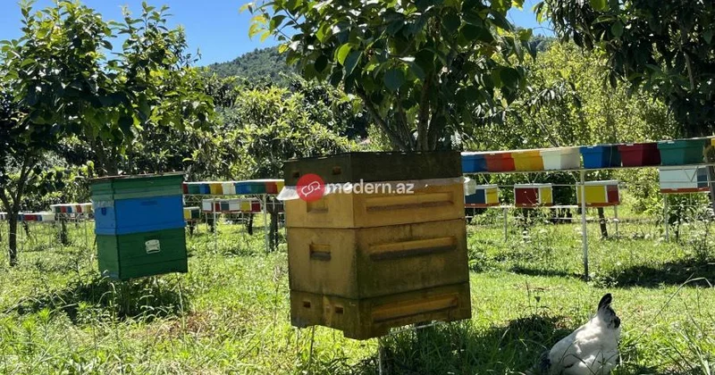 Lənkəranda “Şəhərdən Kəndə” layihəsi FOTOLAR