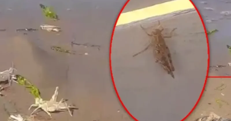 Çimərliklərdəki çəyirtkələrlə bağlı nazirlikdən AÇIQLAMA
