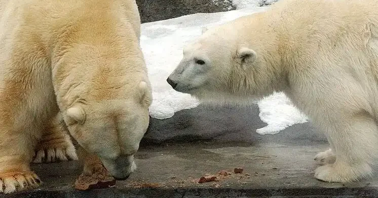 Danimarkada ev heyvanlarını zooparkdakı yırtıcılara vermək xahiş olunur