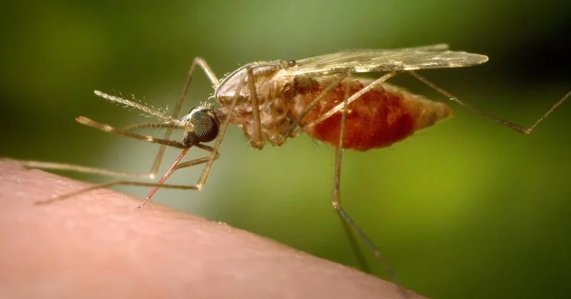 Çində yeni virus təhlükəsi: Çikunqunya yayılır!