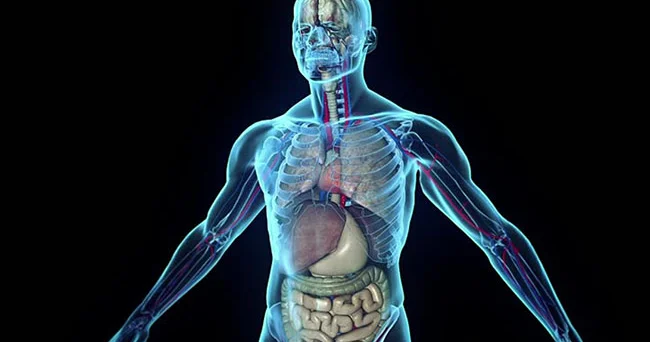Mikoplastik insanın bütün araşdırılmış arteriyalarında aşkar edilib Tədqiqat