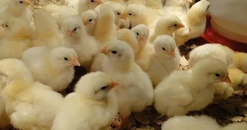 Quşçuluq sektorunda istehsal və ixrac imkanları genişlənir