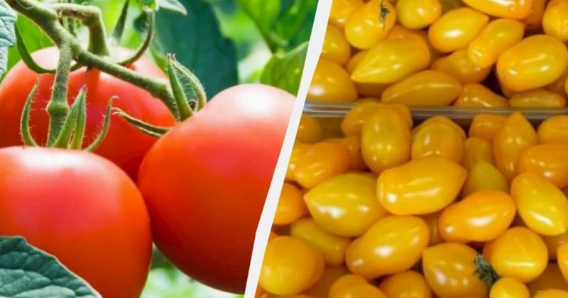 Qırmızı, yoxsa sarı: Pomidorlar arasında fərq nədir və hansı daha faydalıdır?