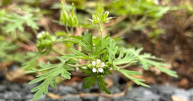 K vitamini ilə zəngin, sərt örtüyə malik Karolina geranium bitkisinin insan sağlamlığına hansı faydaları var? Video