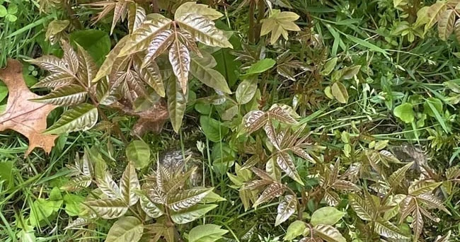 Toona sinensis həm qida, həm dərman, həm də dekorativ məqsədlər üçün istifadə olunan çoxfunksiyalı bitkidir Video