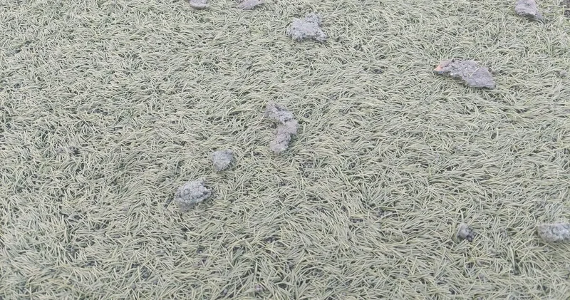 Zaqatala nın ev oyunlarını keçirdiyi stadion görənləri şoka salır FOTO