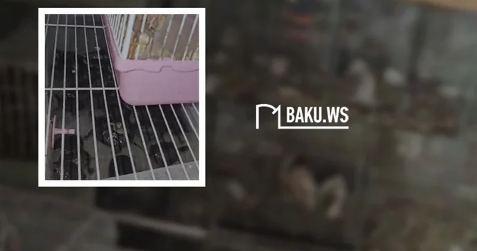 Bakının mərkəzində heyvanlara zülm verilir Bir birinin üstündə saxlanılan Xəzər tısbağaları