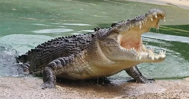 70 milyon il əvvəl yaşamış, dinozavr yeyən timsahın dişləri hələ də minasını saxlayıb