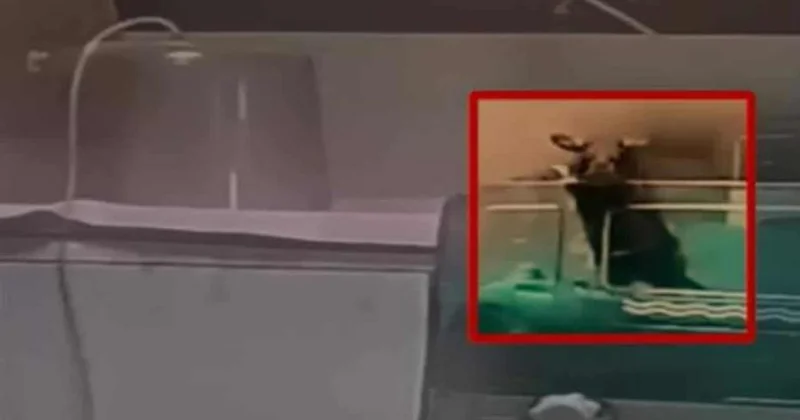 Siçovullar 3 körpəni dişlədi, biri öldü