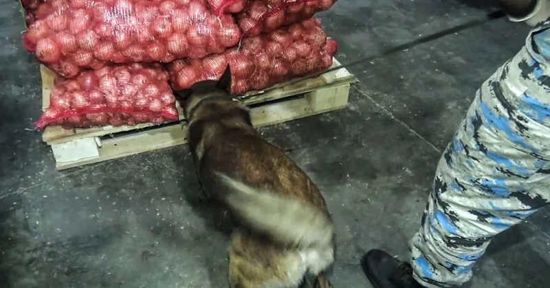 Soğan yükündən 25 kiloqram marixuana aşkarlandı GÖRÜNTÜ