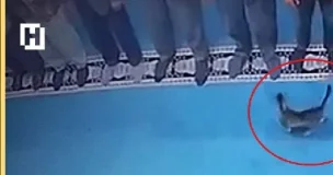 Məsciddə namaz vaxtı pişiyi təpiklədi, həbs olundu VİDEO