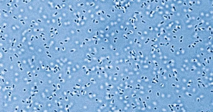 Ученые впервые разбудили древние микроорганизмы из вечной мерзлоты