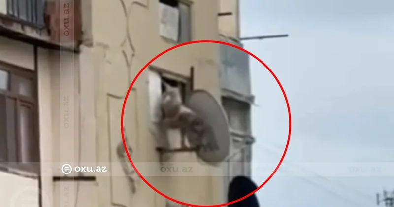 Bakıda itə qarşı zorakılıq: Pəncərədən aşağı atıldı VİDEO