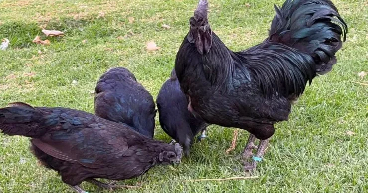 İşlənmiş maşın qiymətinə dünyanın ən bahalı toyuğu