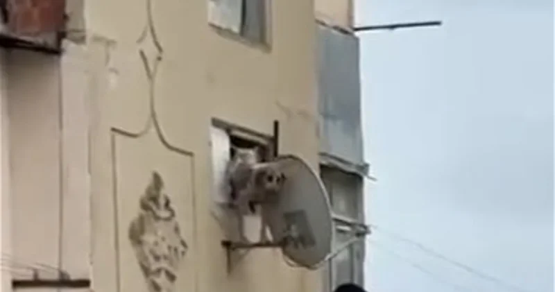 В Баку беременную собаку выбросили из окна многоэтажки ВИДЕО