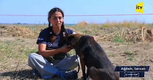 Minaların arasında iki dost Xanım və Moli VİDEO