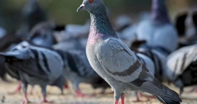 Gömrükdə qeyri adi hadisə: Qaçaqmalçılı göyərçin tutuldu FOTO
