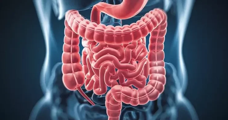 Bağırsaq bakteriyasının yaratdığı molekul Alzheimer riski ilə əlaqələndirildi