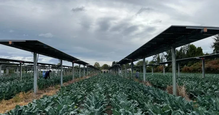 Brokoli çəhrayı günəş panellərinin altında daha səmərəli böyüdü