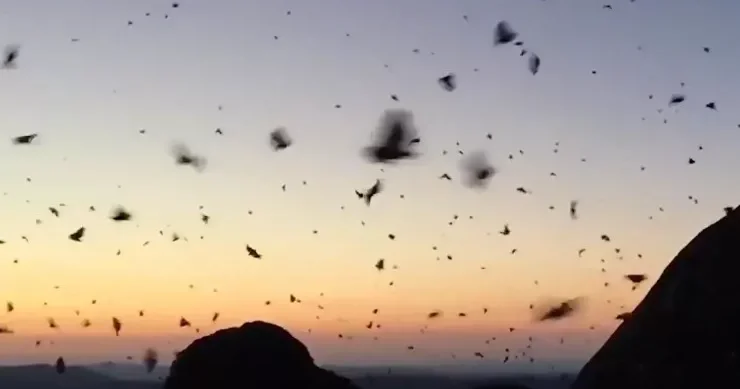 Avstraliyada milyardlarla kəpənəyə bənzər güvə yenidən səmanı doldurur