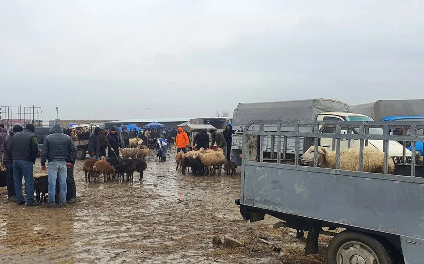 Heyvan bazarlarının quruluşuna və yerləşməsinə dair tələblər müəyyənləşib