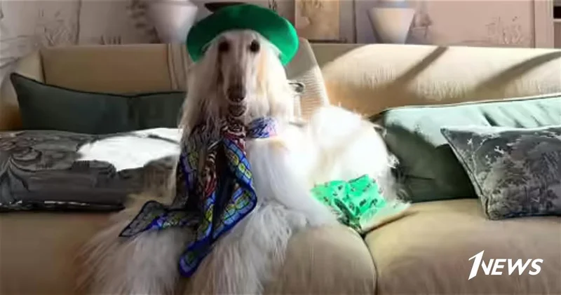 Новая икона стиля афганская борзая Саманта ФОТО