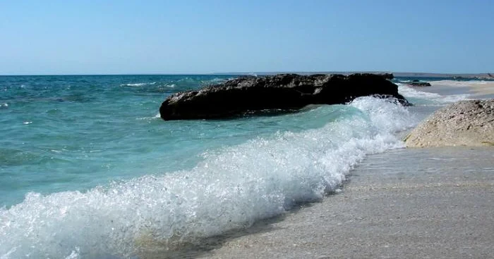 Xəzərdə ekoloji böhran ARTIR: İndi də bu canlı təhlükə altındadır