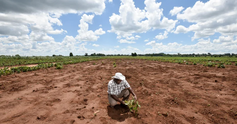 FAO: Təqribən 1,7 milyard insan torpaq deqradasiyası nəticəsində məhsuldarlığı azalan ərazilərdə yaşayır