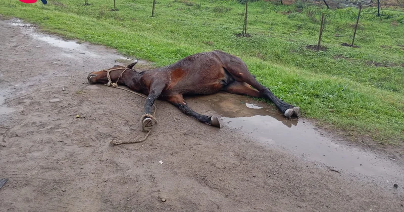 Yola çıxan at ağır qəzaya səbəb oldu FOTOLAR