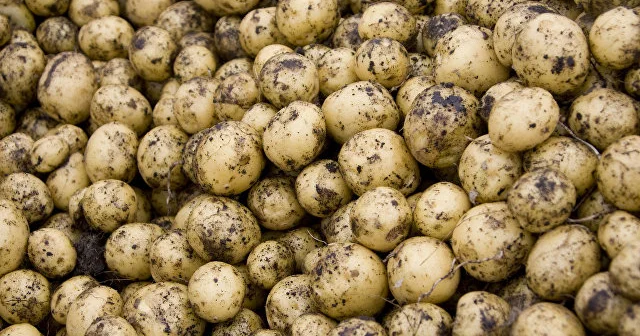 24,5 ton kartofda parazitlər aşkarlandı Foto