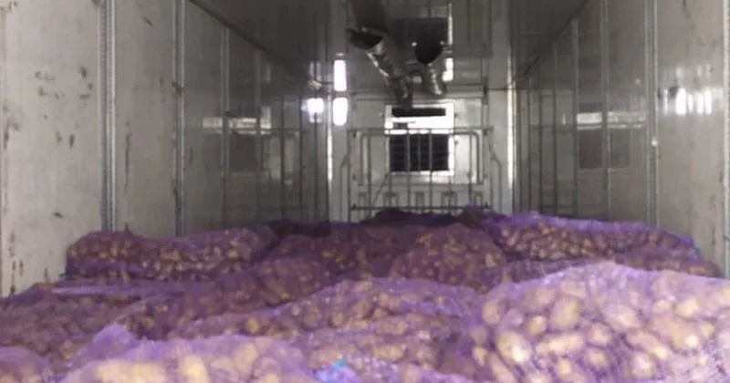 В партии картофеля из Грузии обнаружен паразит Minval Politika