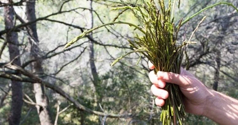 Dünyanın ən bahalı tərəvəzi Avropada kilosu 1.000 avroya satılır
