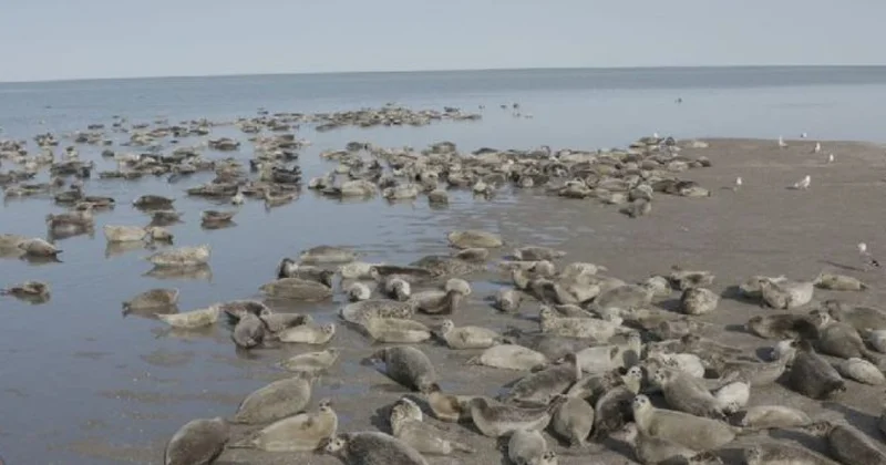 Мор тюленей на Каспии ФОТО; ВИДЕО