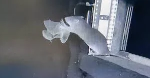 В Германии крысы ловят летучих мышей ВИДЕО