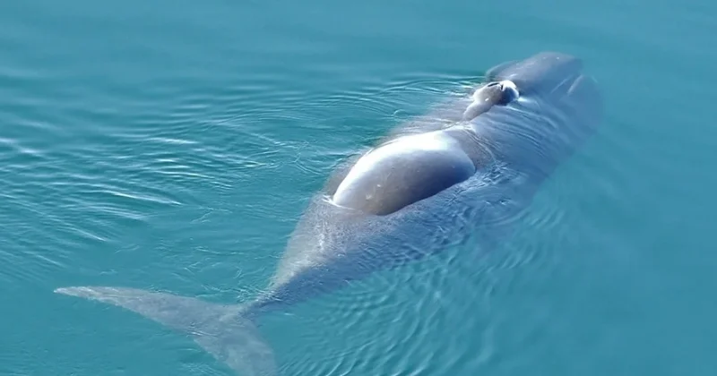 DNT ni bərpa edən möcüzə gen tapıldı