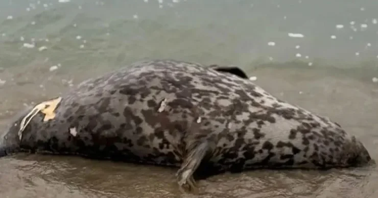 Xəzərin sahilində 112 suiti cəsədi tapıldı