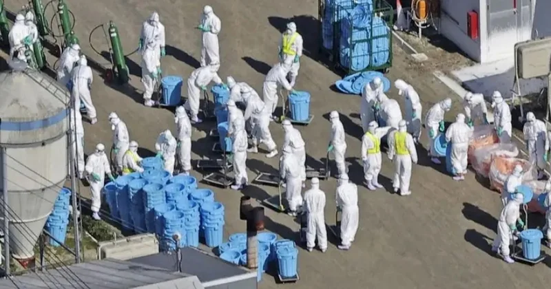 Yaponiyada üçüncü quş qripinə yoluxma halı təsdiqlənib