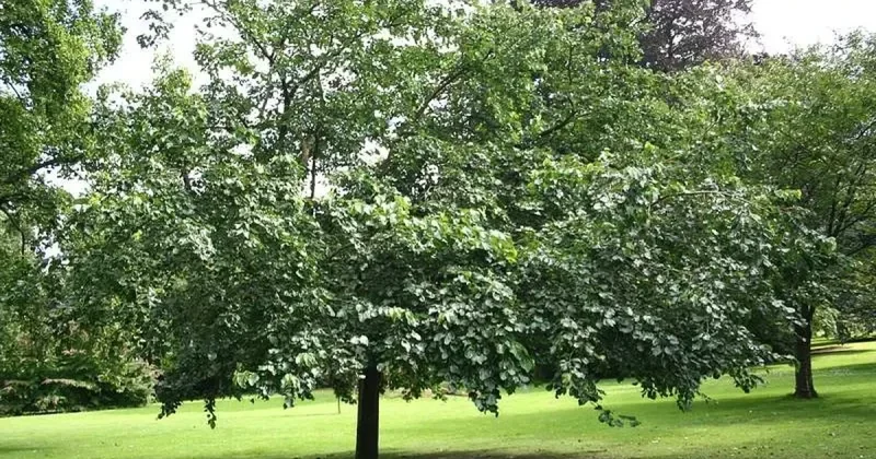 Doğma şəhərdə Arifə Hümbətovanın hekayəsi