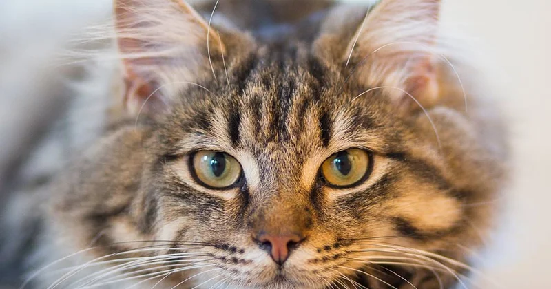 Niyə gənclər uşağa deyil, ev heyvanına üstünlük verirlər? PSİXOLOQ AÇIQLADI