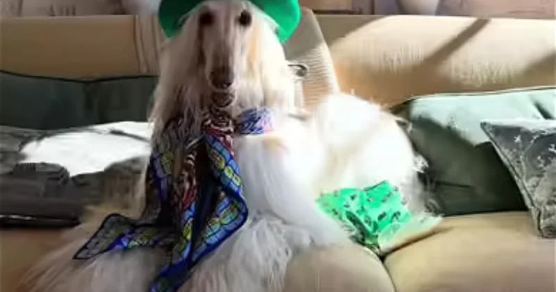 Yeni stil ikonasına çevrilən “Samanta” adlı əfqan tazısı FOTO