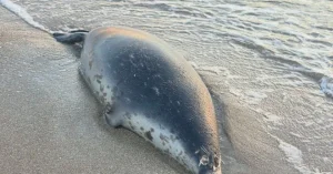 Xəzər dənizində suitilərin kütləvi qırğını VİDEO