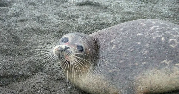 Xəzərdə suitilərin kütləvi ölüm səbəbi bu imiş… KONKRET
