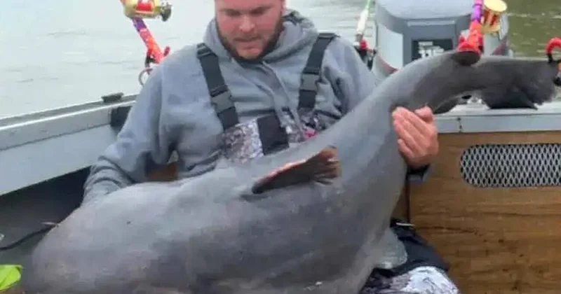 Рыбак отпустил гигантского мудрого сома и лишился рекорда