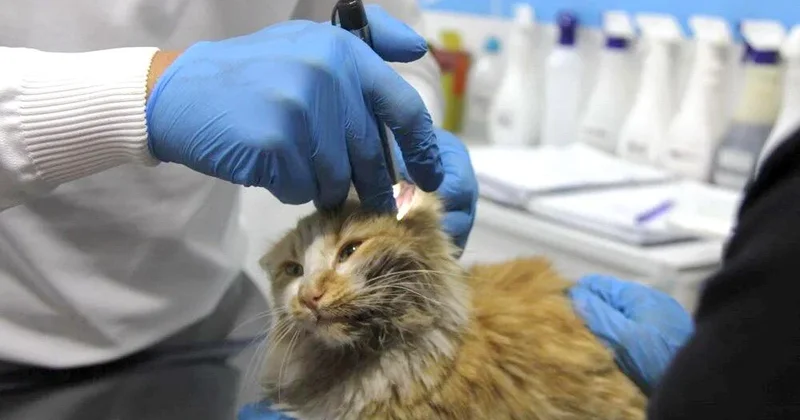 Balaca pişikdə QİÇS aşkarlanıb