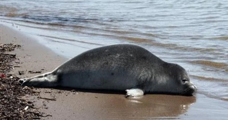 Xəzər dənizinin Qazaxıstan sahillərində 112 ölü suiti tapılıb